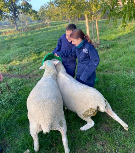 Year 6 are put to work!